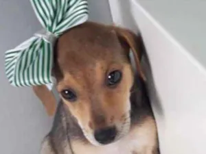 Cachorro raça SRD idade 2 a 6 meses nome ENGRAÇADINHA