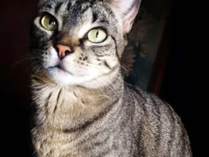 Gato raça SRD idade 4 anos nome Feinha