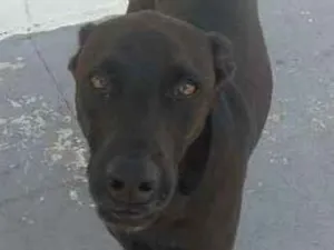 Cachorro raça SRD idade 1 ano nome Bebezão