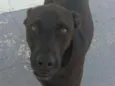 Bebezão