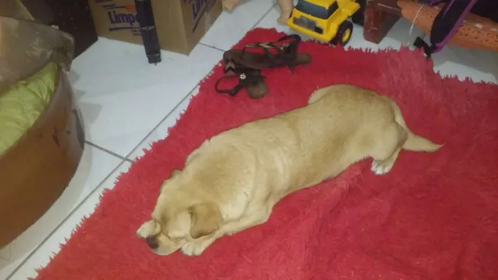 Cachorro raça Mestiça com pug idade 5 anos nome Milly