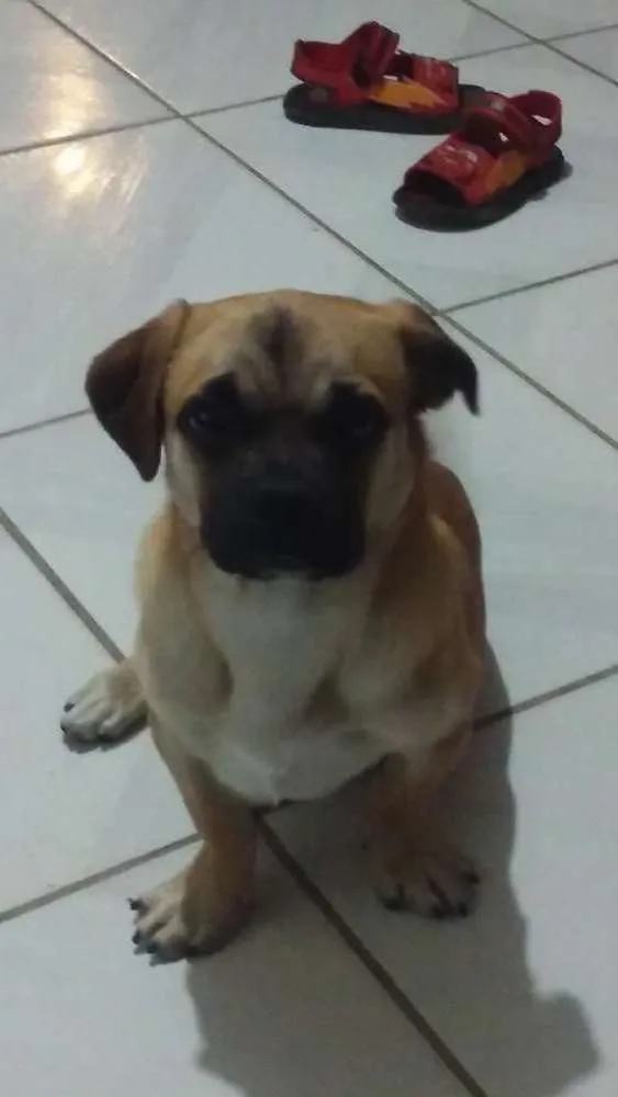 Cachorro raça Mestiça com pug idade 7 a 11 meses nome Scott