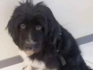 Cachorro raça Mestiço idade 3 anos nome Fredh