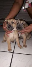 Pingo e Floquinho 