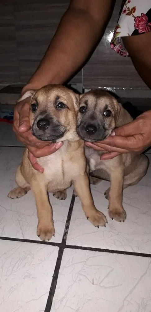 Cachorro ra a Srd idade Abaixo de 2 meses nome Pingo e Floquinho 