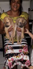 Pingo e Floquinho 