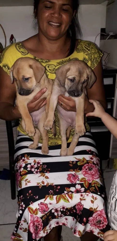Cachorro ra a Srd idade Abaixo de 2 meses nome Pingo e Floquinho 
