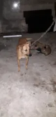 Pingo e Floquinho 