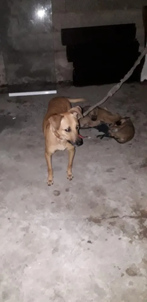 Cachorro ra a Srd idade Abaixo de 2 meses nome Pingo e Floquinho 