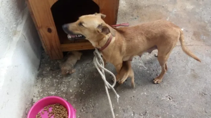 Cachorro ra a Srd idade Abaixo de 2 meses nome Pingo e Floquinho 