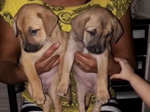 Cachorro ra a Srd idade Abaixo de 2 meses nome Pingo e Floquinho 