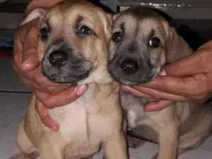 Cachorro raça Srd idade Abaixo de 2 meses nome Pingo e Floquinho 