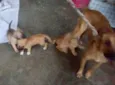 Pingo e Floquinho 