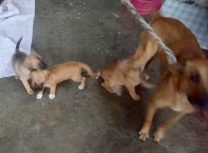 Cachorro ra a Srd idade Abaixo de 2 meses nome Pingo e Floquinho 