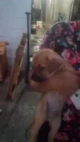 Pingo e Floquinho 