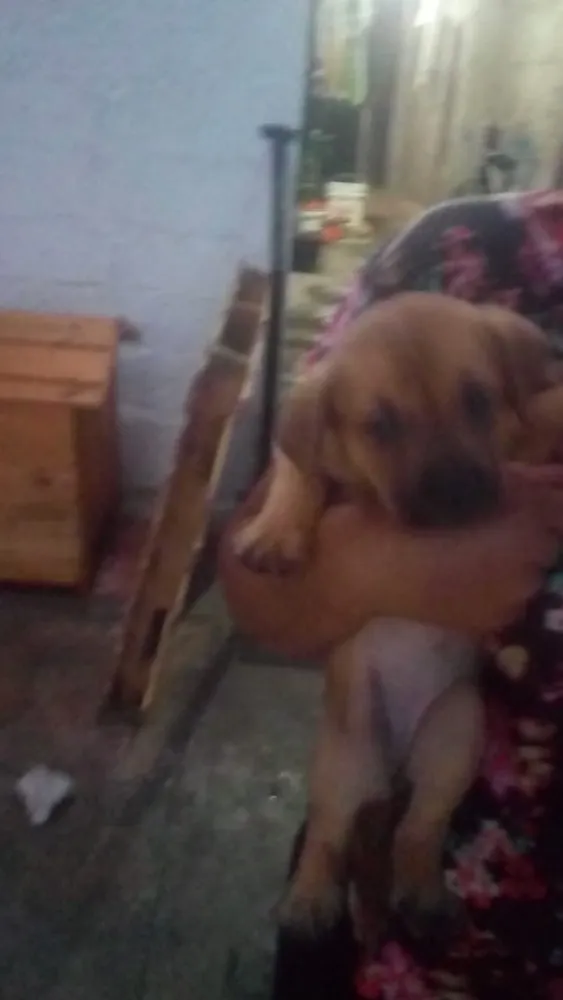 Cachorro ra a Srd idade Abaixo de 2 meses nome Pingo e Floquinho 