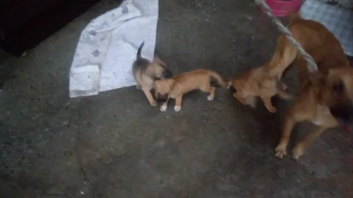 Cachorro ra a Srd idade Abaixo de 2 meses nome Pingo e Floquinho 