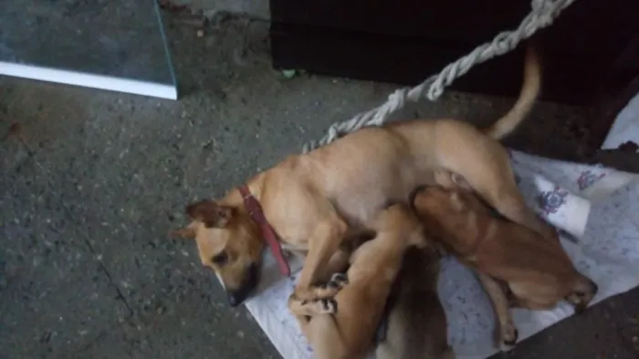 Cachorro ra a Srd idade Abaixo de 2 meses nome Pingo e Floquinho 