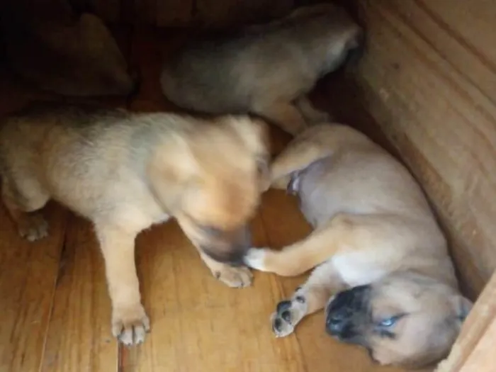 Cachorro ra a Srd idade Abaixo de 2 meses nome Pingo e Floquinho 