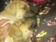 Pingo e Floquinho 