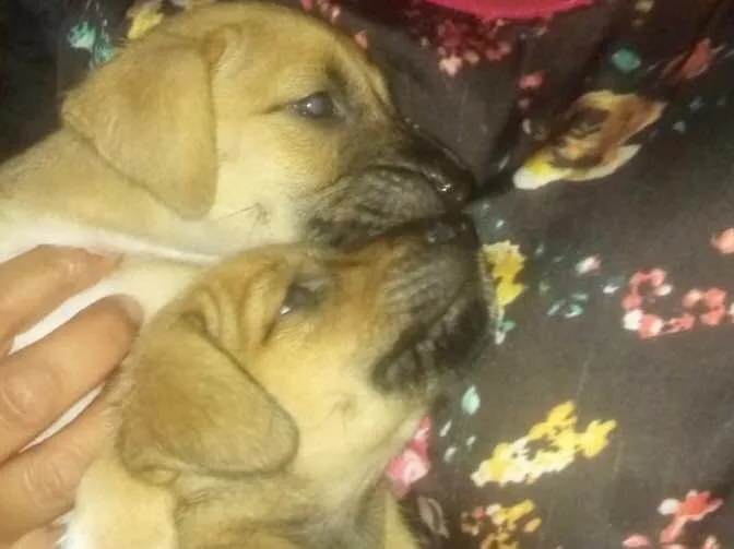 Cachorro ra a Srd idade Abaixo de 2 meses nome Pingo e Floquinho 