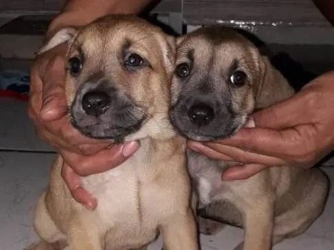 Cachorro ra a Srd idade Abaixo de 2 meses nome Pingo e Floquinho 