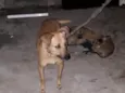 Pingo e Floquinho 