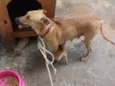 Pingo e Floquinho 