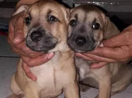 Cachorro ra a Srd idade Abaixo de 2 meses nome Pingo e Floquinho 