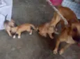 Pingo e Floquinho 