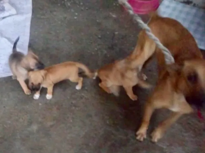 Cachorro ra a Srd idade Abaixo de 2 meses nome Pingo e Floquinho 