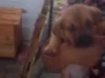 Pingo e Floquinho 