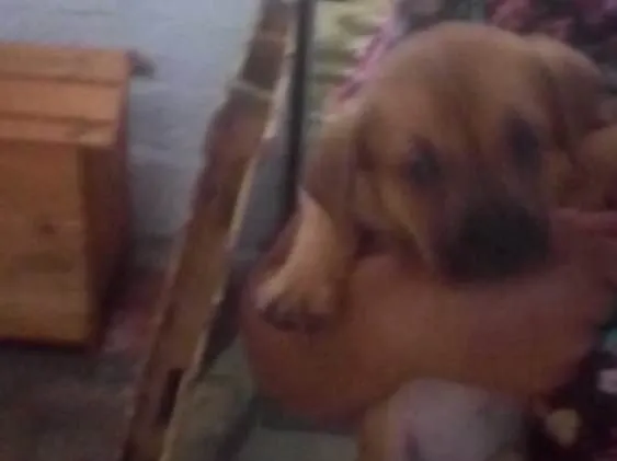 Cachorro ra a Srd idade Abaixo de 2 meses nome Pingo e Floquinho 
