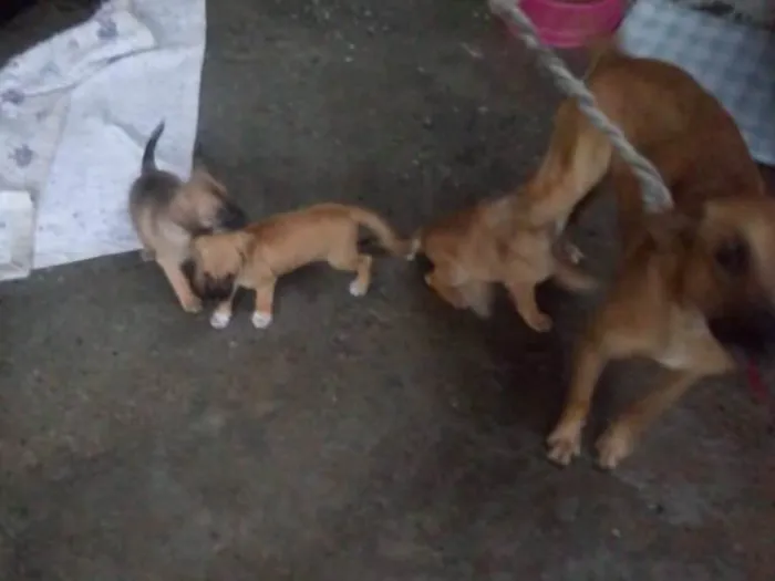 Cachorro ra a Srd idade Abaixo de 2 meses nome Pingo e Floquinho 