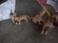 Pingo e Floquinho