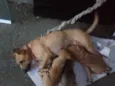 Pingo e Floquinho 