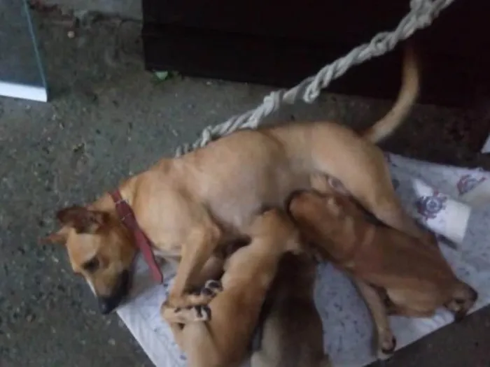 Cachorro ra a Srd idade Abaixo de 2 meses nome Pingo e Floquinho 