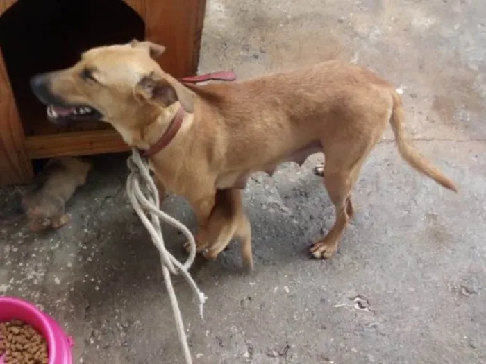 Cachorro ra a Srd idade 7 a 11 meses nome Mãezinha 