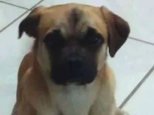 Cachorro raça Mestiça com pug idade 7 a 11 meses nome Scott