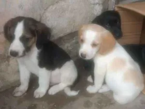 Cachorro raça Indefinida  idade 2 a 6 meses nome Encontrados. Sem nom