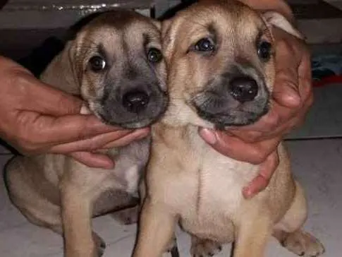 Cachorro ra a Srd idade 7 a 11 meses nome Mãezinha 