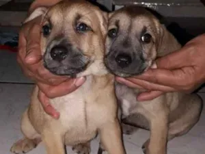 Cachorro raça Srd idade 7 a 11 meses nome Mãezinha 