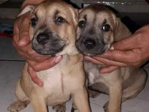 Cachorro ra a Srd idade 7 a 11 meses nome Mãezinha 