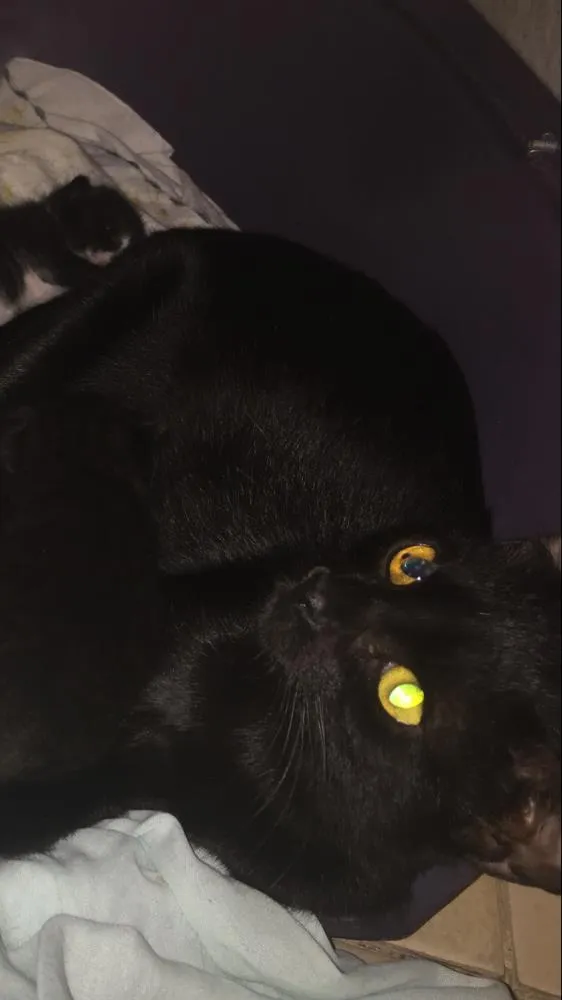 Gato ra a SRD idade 2 anos nome Pretinha 