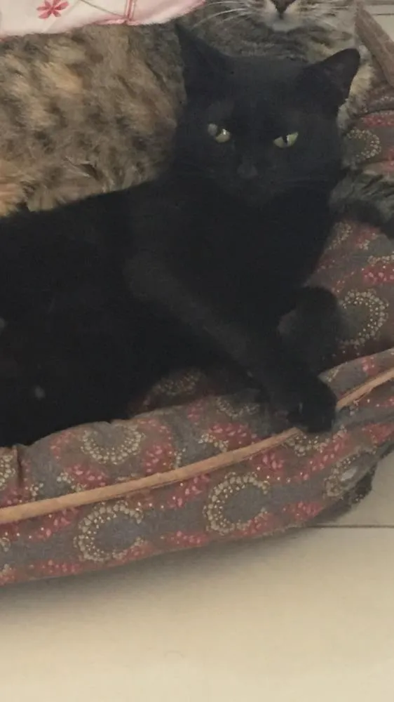 Gato ra a SRD idade 2 anos nome Pretinha 