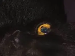 Gato ra a SRD idade 2 anos nome Pretinha 