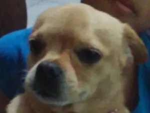 Cachorro raça Mestiça com pug idade 5 anos nome Milly