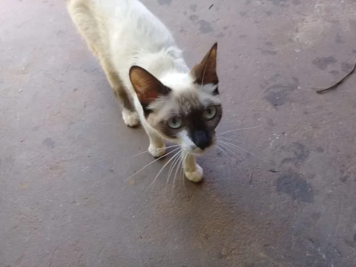 Gato ra a  idade Abaixo de 2 meses nome Sem nome 