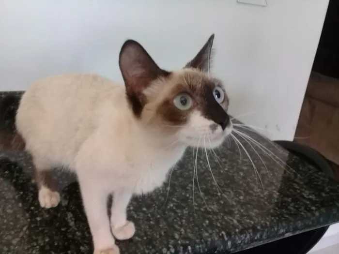Gato ra a  idade Abaixo de 2 meses nome Sem nome 