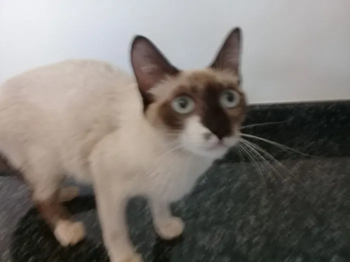 Gato ra a  idade Abaixo de 2 meses nome Sem nome 